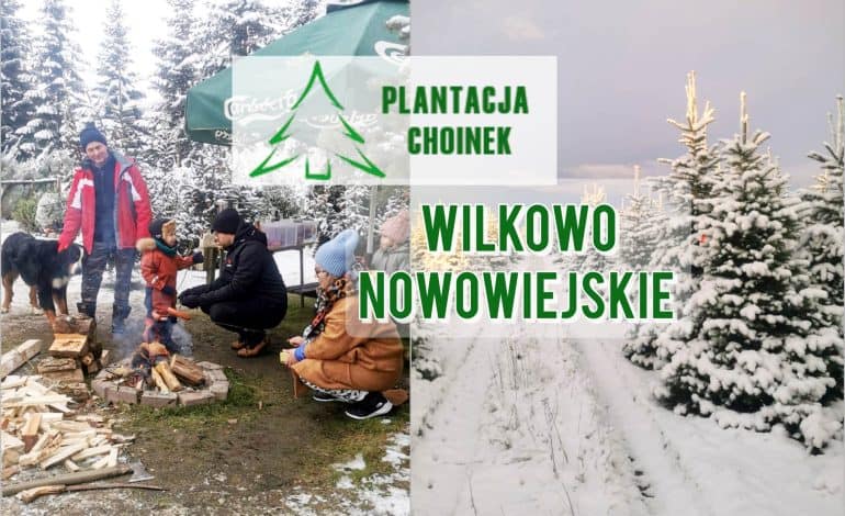 Wpadnij po choinkę i ogrzej się przy ognisku! Sprawdź PLANTACJĘ – Wilkowo Nowowiejskie