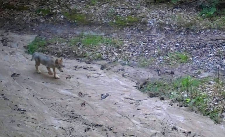  Mały wilk uchwycony w fotopułapce. Na Pomorzu jest ich coraz więcej