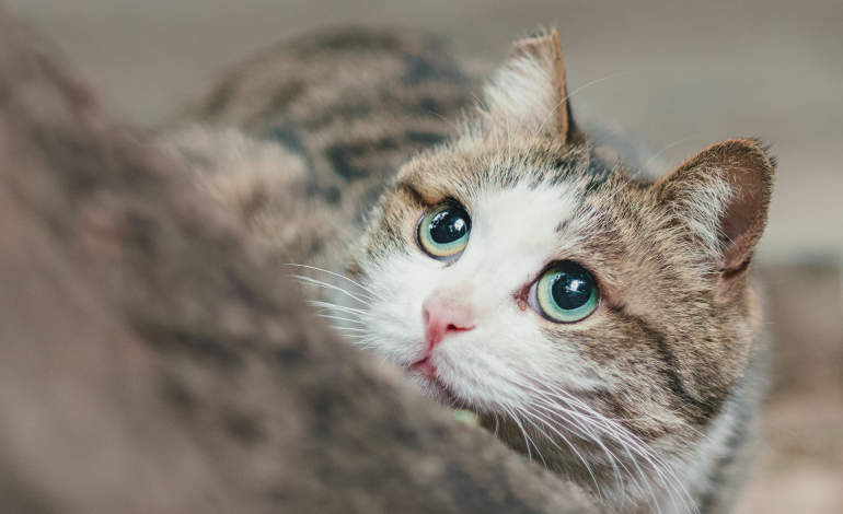 Nie każdy kot ma dom, w schronisku czekają na adopcję